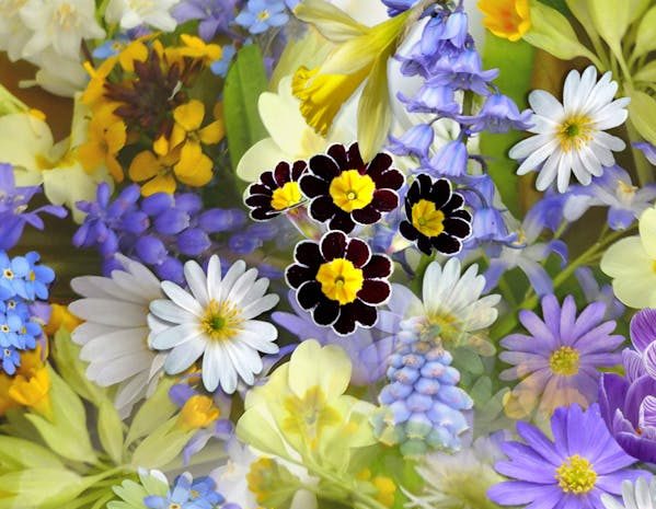 spring-flowers-flowers-collage-floral-68507-68507.jpg